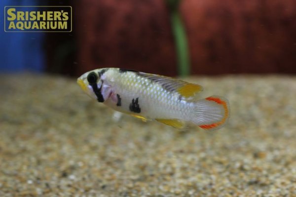 画像4: アピストグラマ　パンドリニ (ブリード) (4)