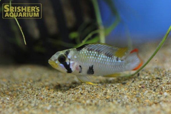 画像3: アピストグラマ　パンドリニ (ブリード) (3)