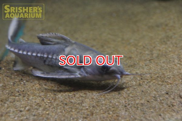 画像9: バクーペドラ (9)