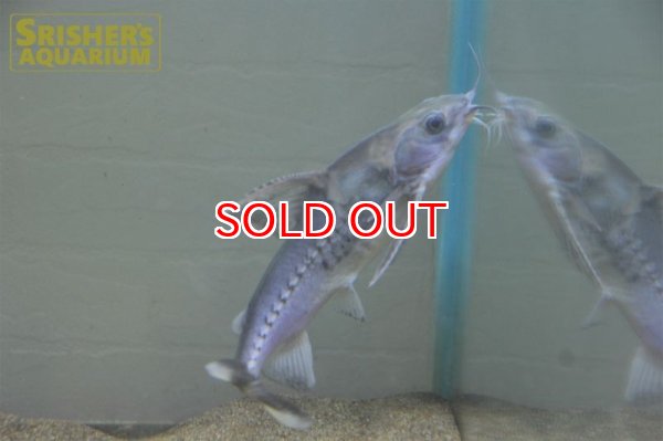 画像6: バクーペドラ (6)