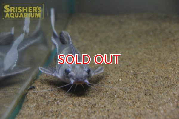 画像8: バクーペドラ (8)