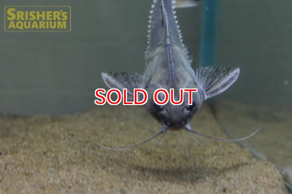 画像3: バクーペドラ (3)