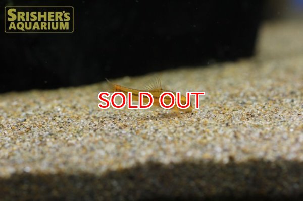 画像3: ロージーローチ (3)