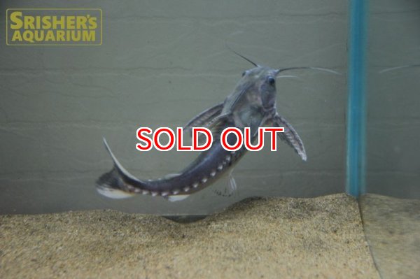 画像10: バクーペドラ (10)