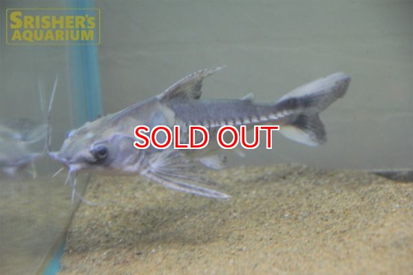 画像7: バクーペドラ (7)