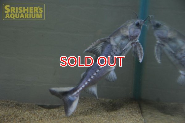 画像5: バクーペドラ (5)