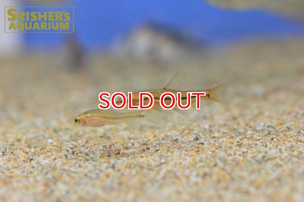 画像5: ロージーローチ (5)