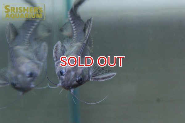 画像4: バクーペドラ (4)