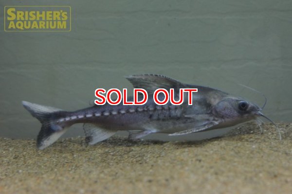 画像2: バクーペドラ (2)