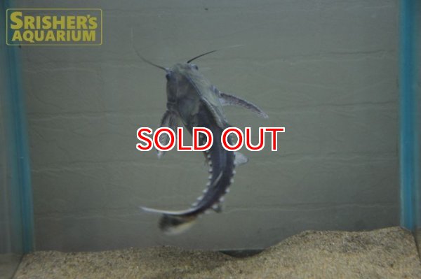 画像11: バクーペドラ (11)