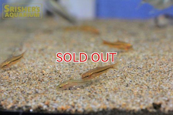 画像7: ロージーローチ (7)