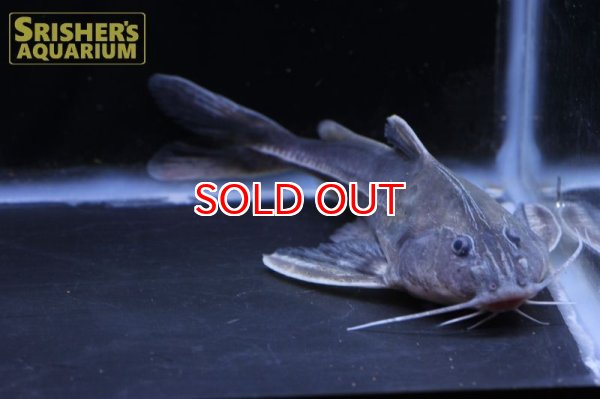 画像3: シルバードラス ”シングー” Centrodoras sp. (3)