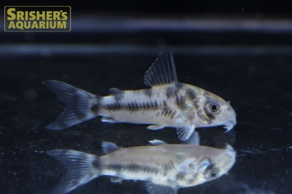 コリドラス ボエセマニー ブリード Corydoras Boesemani コリドラスの仲間 Corydoras スリッシャーズ アクアリウム 熱帯魚通販 熱帯魚専門店