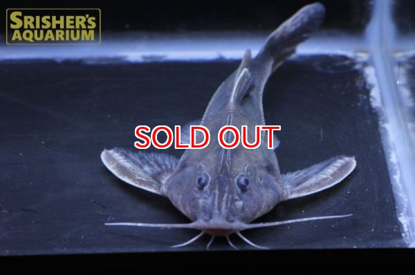 画像6: シルバードラス ”シングー” Centrodoras sp. (6)