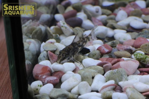 画像4: コリドラス バルバータス（ブリード） (4)