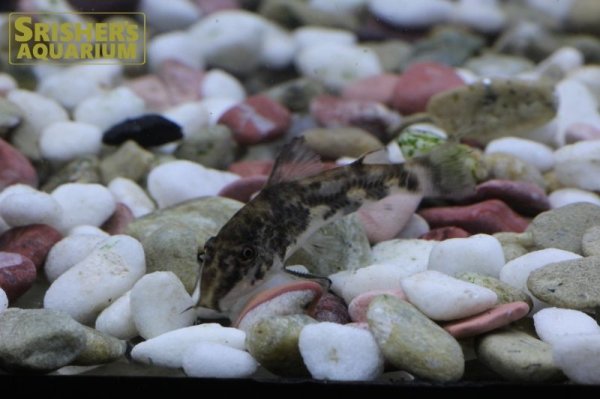 画像3: コリドラス バルバータス（ブリード） (3)