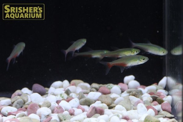 画像2: グリーンファイヤーテトラ (2)