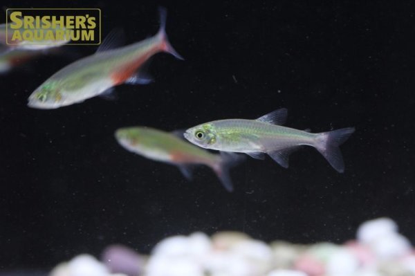 画像4: グリーンファイヤーテトラ (4)