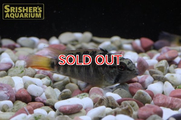 画像2: アピストグラマ ｓp.  sc-54（ペア）お客様感謝価格【２０１９年採集】【コロンビア】 (2)