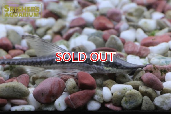 画像2: ストリソマ　バルバータム（ペルー） (2)