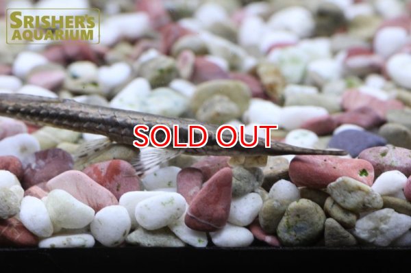 画像3: ファロエラ　ハーニー (3)