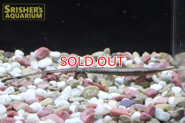 画像2: ファロエラ　ハーニー (2)