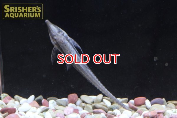 画像3: ストリソマ　バルバータム（ペルー） (3)