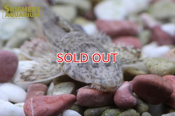 画像3: サボテンロリカリア　マジェ (3)