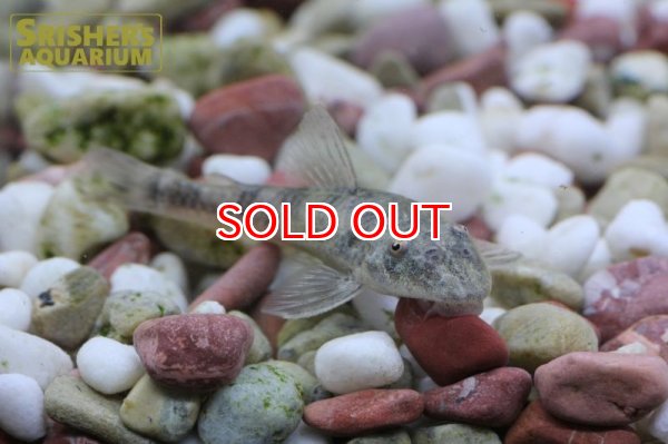 画像2: パラオトシンSP.ペルナンブコ (2)