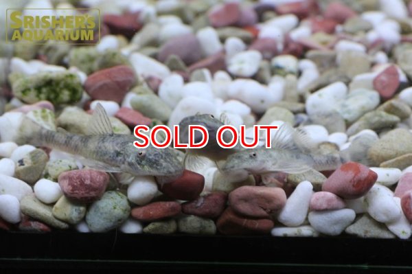 画像4: パラオトシンSP.ペルナンブコ (4)