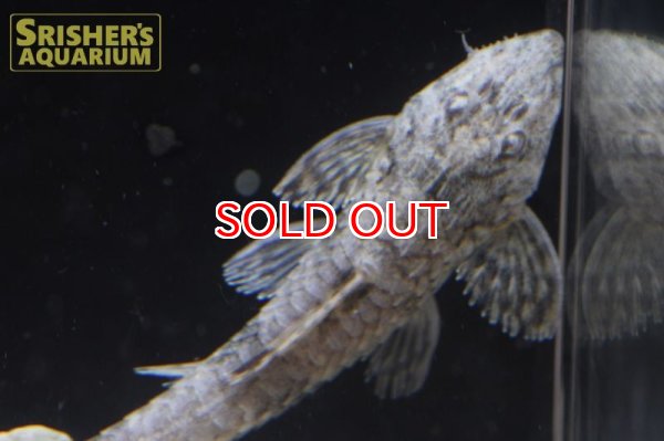 画像5: サボテンロリカリア　マジェ (5)