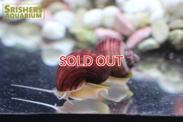 画像3: バイオレットアップルスネール (3)