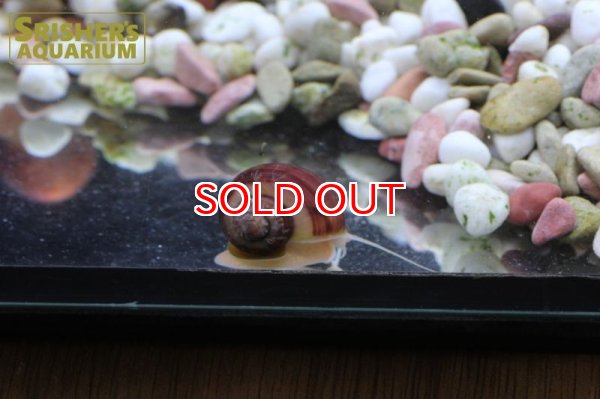 画像5: バイオレットアップルスネール (5)