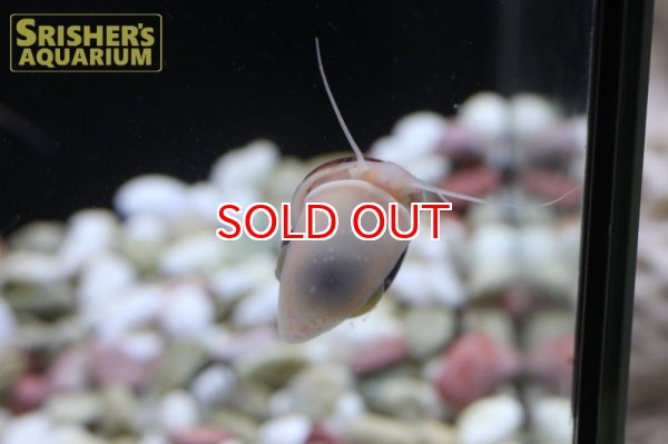 画像7: バイオレットアップルスネール (7)