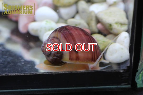 画像6: バイオレットアップルスネール (6)