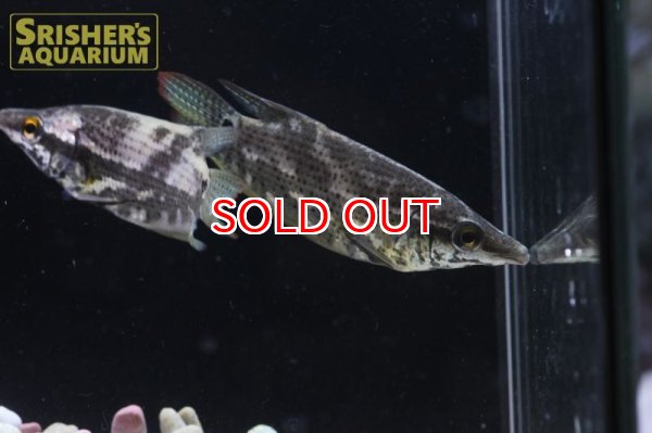 画像2: クテノプス　ノビリス（SM) (2)