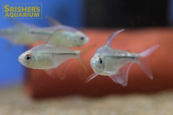 画像4: ダイヤモンドテトラ（ブリード） (4)