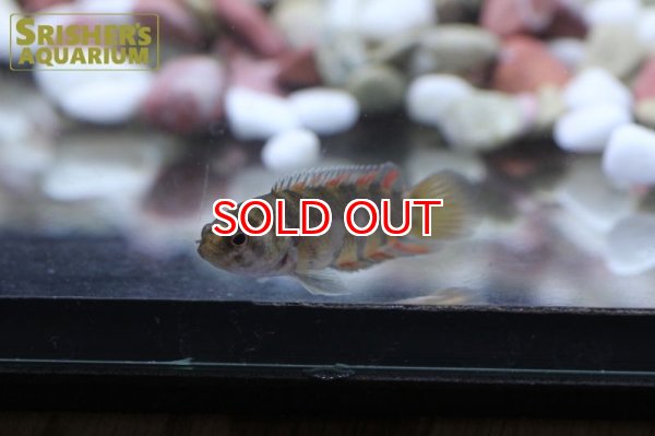 画像2: ミクロクテノポマ　アンソルギー (2)