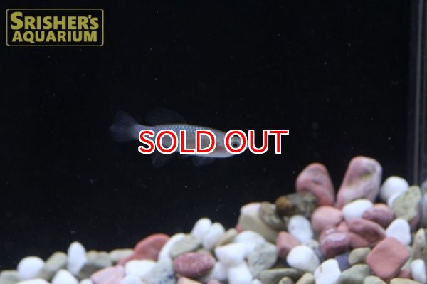 画像3: ノソブランキウス　ラコビー（ペア） (3)