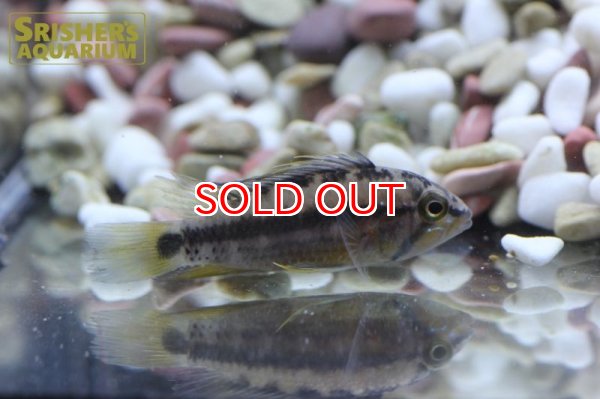 画像2: アピストグラマ　アタフアルパ (ペア) (2)