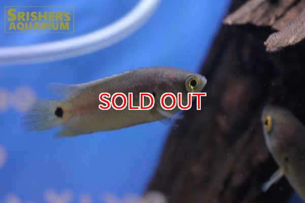 画像4: キノボリウオ (4)