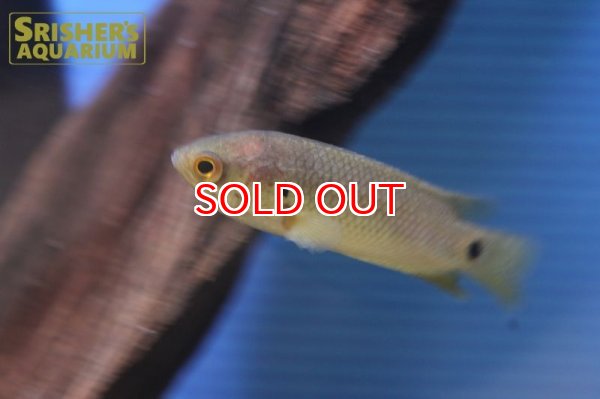 画像2: キノボリウオ (2)