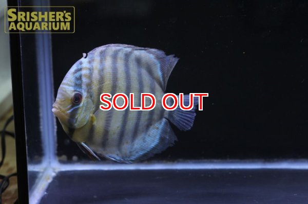 画像3: ペルビアングリーンディスカスWILD　n-1 (3)