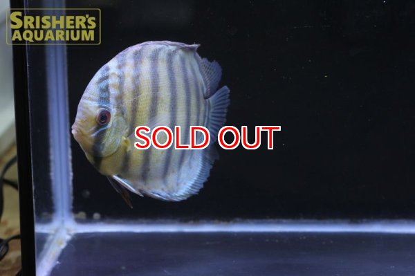 画像4: ペルビアングリーンディスカスWILD　n-1 (4)