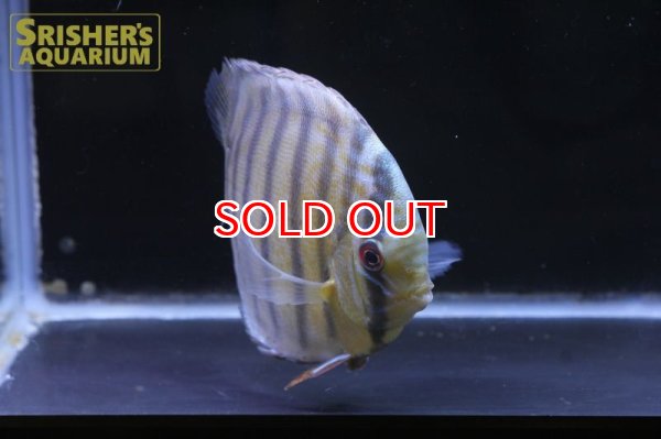 画像6: ペルビアングリーンディスカスWILD　n-1 (6)