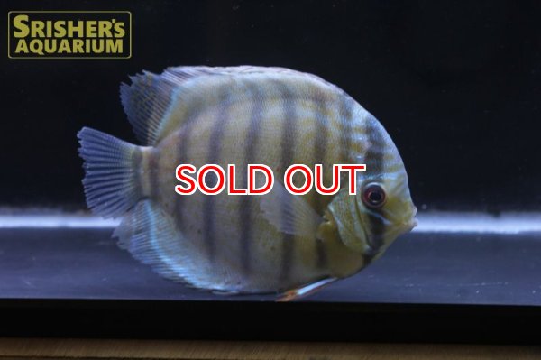 画像5: ペルビアングリーンディスカスWILD　n-1 (5)