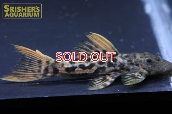 画像4: タイタニックトリムプレコ （７－８ｃｍ） (4)