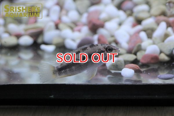 画像3: アピストグラマ　アタフアルパ (ペア) (3)