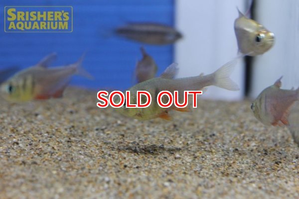 画像9: フレームテトラ WILD (9)