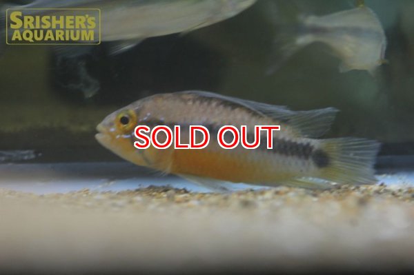 画像5: アピストグラマ  アルパフアヨ (ユルエンシス) "NAUTA" WILD (ペア) (5)